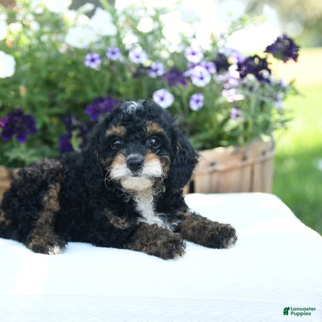 Cavapoo dogs for sale - Ad 5