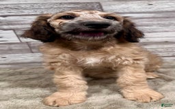 Bernedoodle dogs for sale: F1b Standard Bernedoodle - Image 2