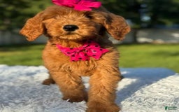 Goldendoodle dogs for sale: Milly - Image 3