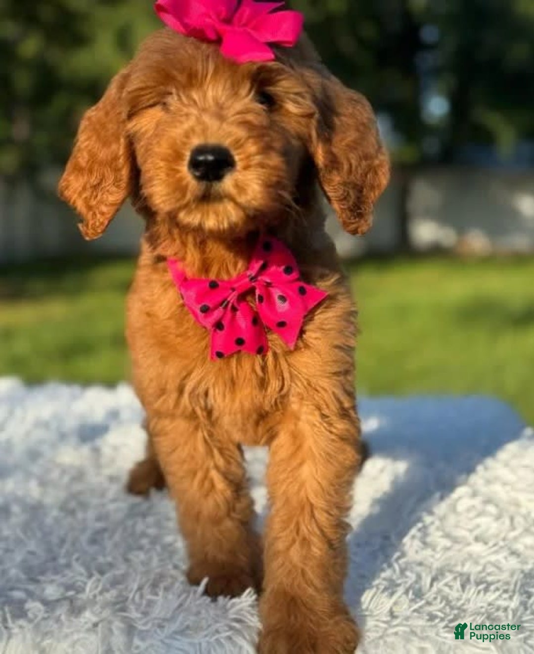 Goldendoodle dogs for sale: Milly - Image 3