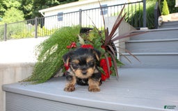 Yorkshire Terrier dogs for sale: Tiny Tim - Image 7