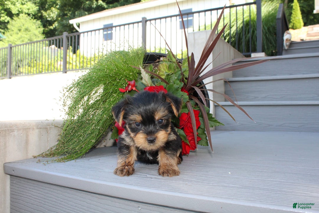 Yorkshire Terrier dogs for sale: Tiny Tim - Image 7