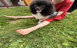 Pomeranian dogs for sale: Cory - Image 14