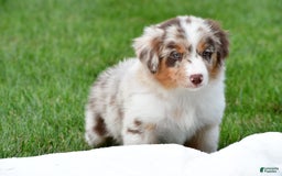 Australian Shepherd dogs for sale: Leo - Image 12