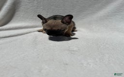 French Bulldog dogs for sale: Sasha - Image 1
