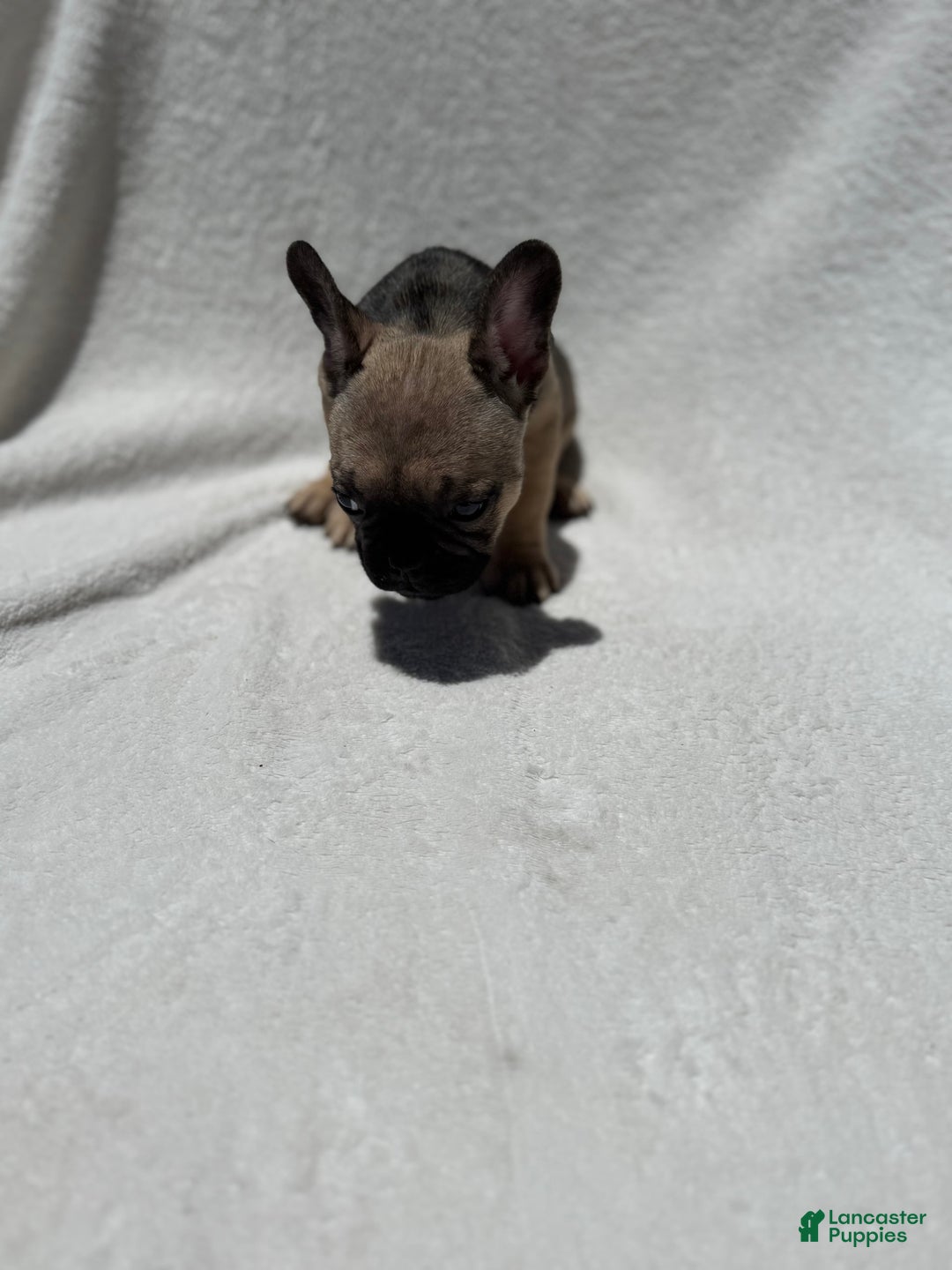 French Bulldog dogs for sale: Sasha - Image 1
