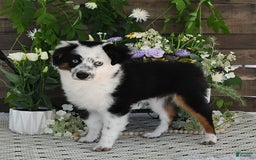 Miniature Australian Shepherd dogs for sale: Axel Toy - Image 39