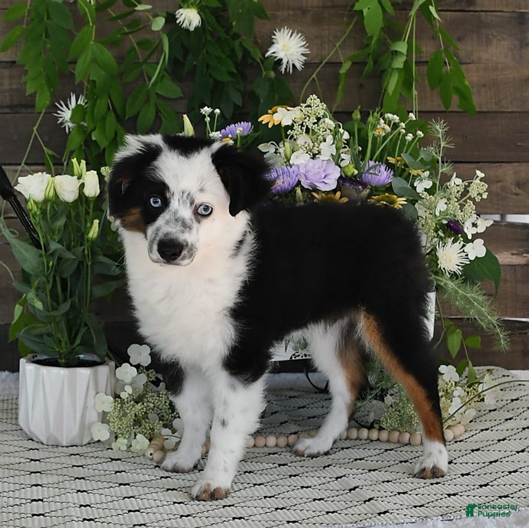 Miniature Australian Shepherd dogs for sale: Axel Toy - Image 39