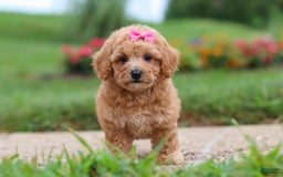 Maltipoo dogs for sale: Cori - Image 7