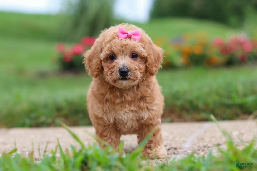 Maltipoo dogs for sale: Cori - Image 7
