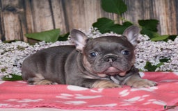 French Bulldog dogs for sale: Gemma - Image 1