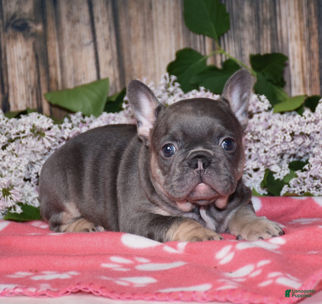 French Bulldog dogs for sale: Gemma - Image 1