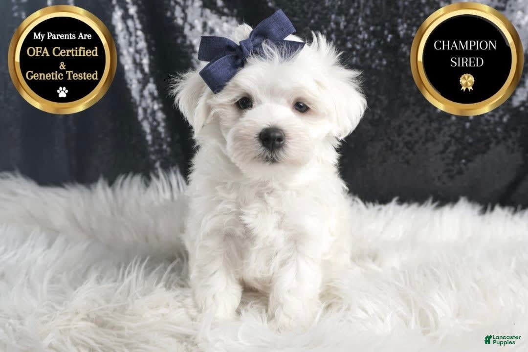 Maltese dogs for sale: Eaton - Image 2