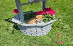 Welsh Corgi Pembroke dogs for sale: Popcorn - Image 5