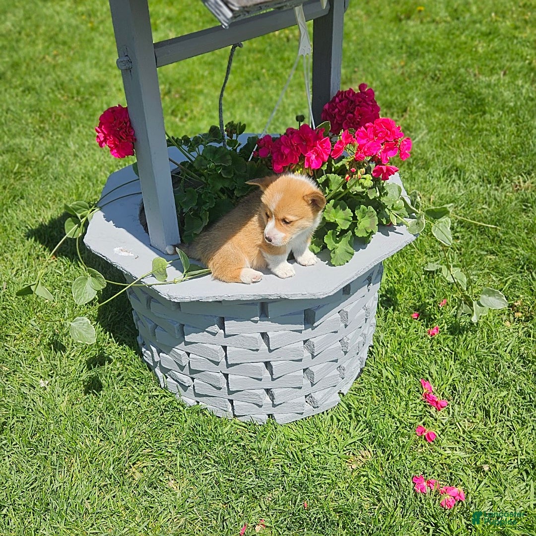 Welsh Corgi Pembroke dogs for sale: Popcorn - Image 5