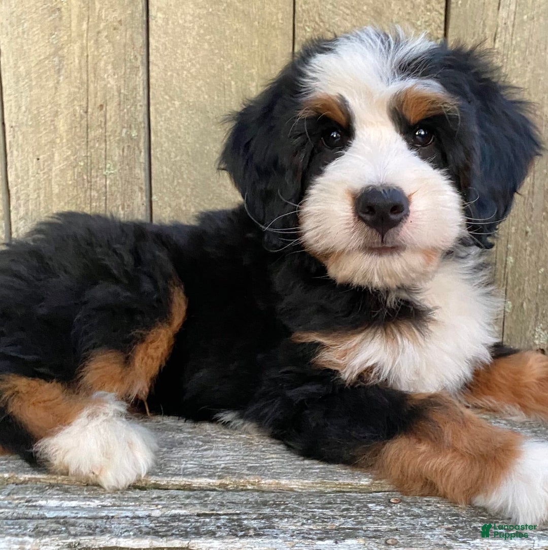 Mini Bernedoodle dogs for sale: 💛 Boston Ma 💛 Mini Bernedoodle - Image 19