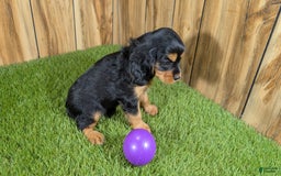 Cavalier King Charles Spaniel dogs for sale: Brin Girl 2 - Image 12