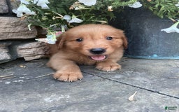 Golden Retriever dogs for sale: Champ - Image 1
