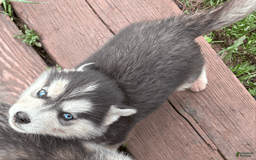 Siberian Husky dogs for sale: Tortuga - Image 9