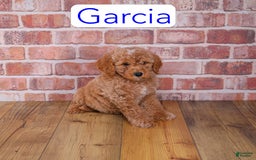 Mini Goldendoodle dogs for sale: Garcia - Image 1