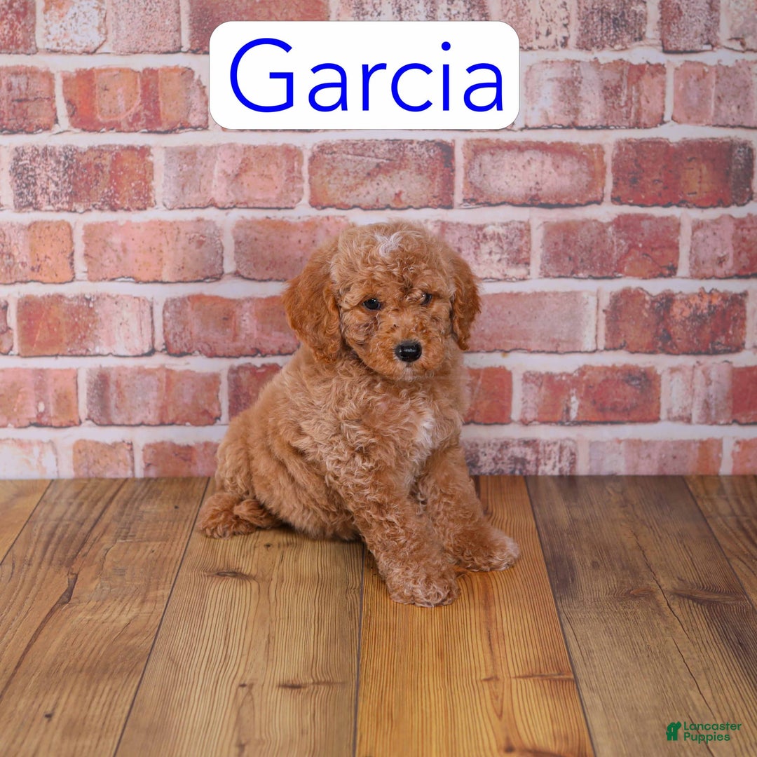 Mini Goldendoodle dogs for sale: Garcia - Image 1