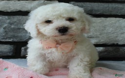 Bichon Frise dogs for sale: Bella - Image 2