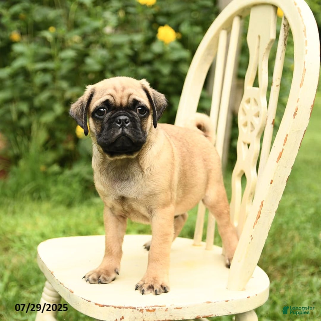 Pug dogs for sale: Trophy - Image 5