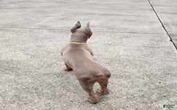 Doberman Pinscher dogs for sale: Smurf - Image 11