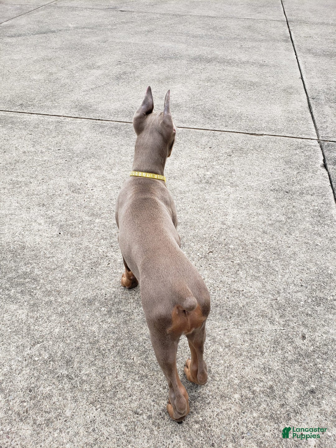 Doberman Pinscher dogs for sale: Smurf - Image 11