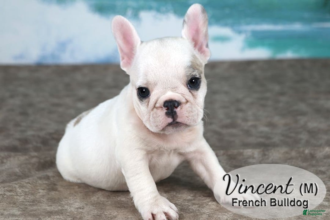 French Bulldog dogs for sale: Vincent - Image 2