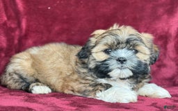 Shih Tzu dogs for sale: Dotty - Image 3