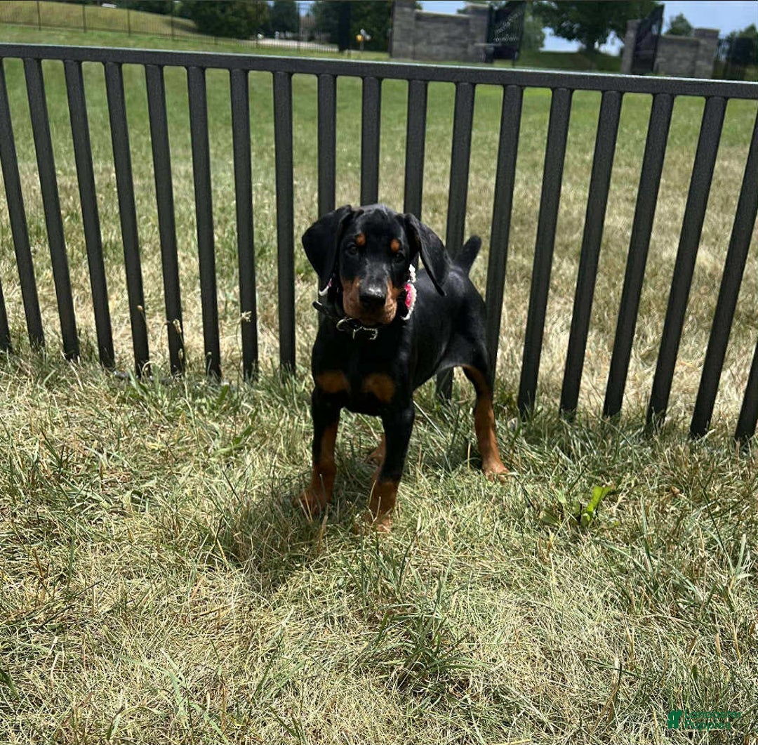 Doberman Pinscher dogs for sale: NINA - Image 3