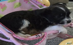 Boston Terrier dogs for sale: Mason - Image 14