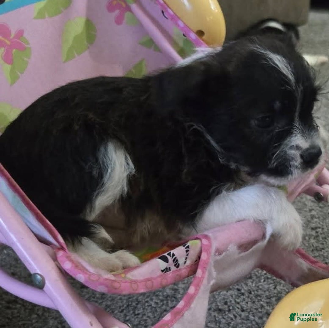 Boston Terrier dogs for sale: Mason - Image 14