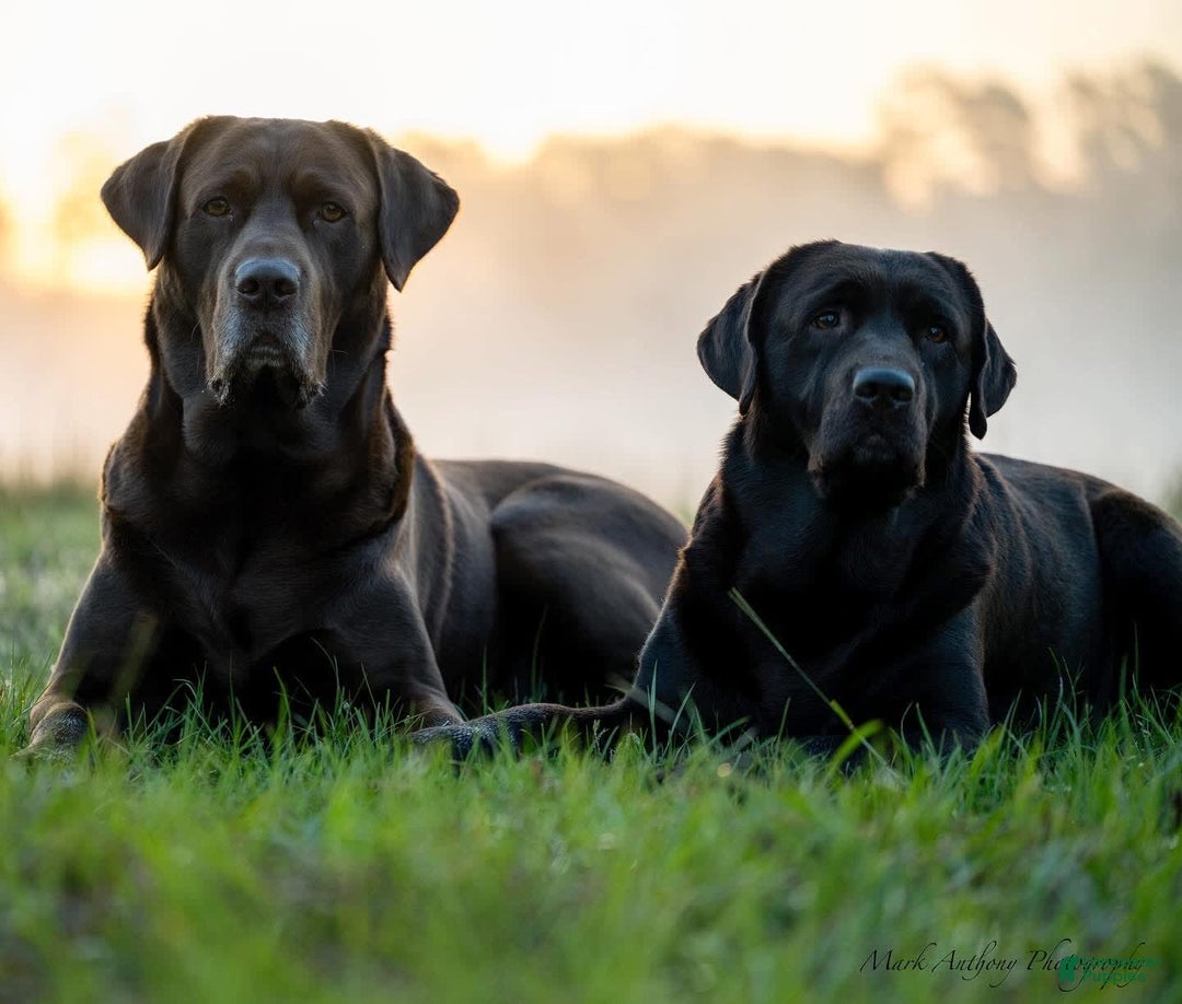Labrador Retriever dogs for sale: Yellow Boy - Image 5