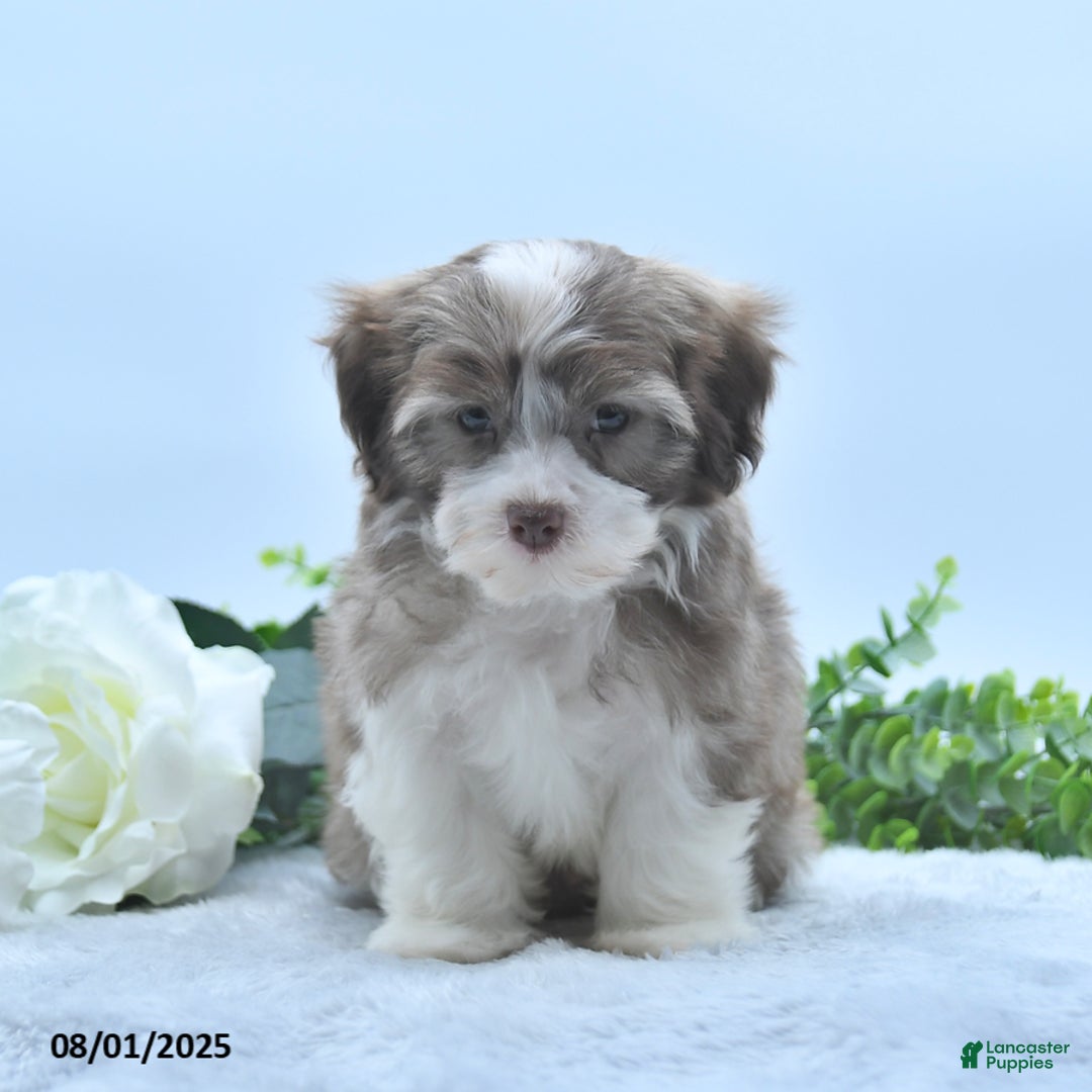 Havanese dogs for sale: Omer - Image 1