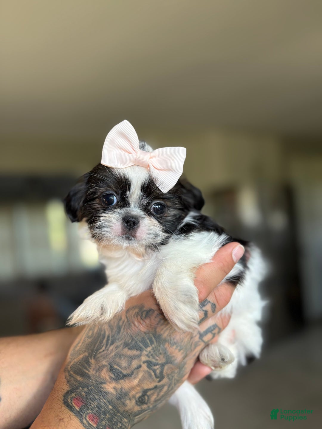 Shih Tzu dogs for sale: Jill - Image 3