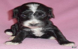 Cockapoo dogs for sale: Roxie - Image 5