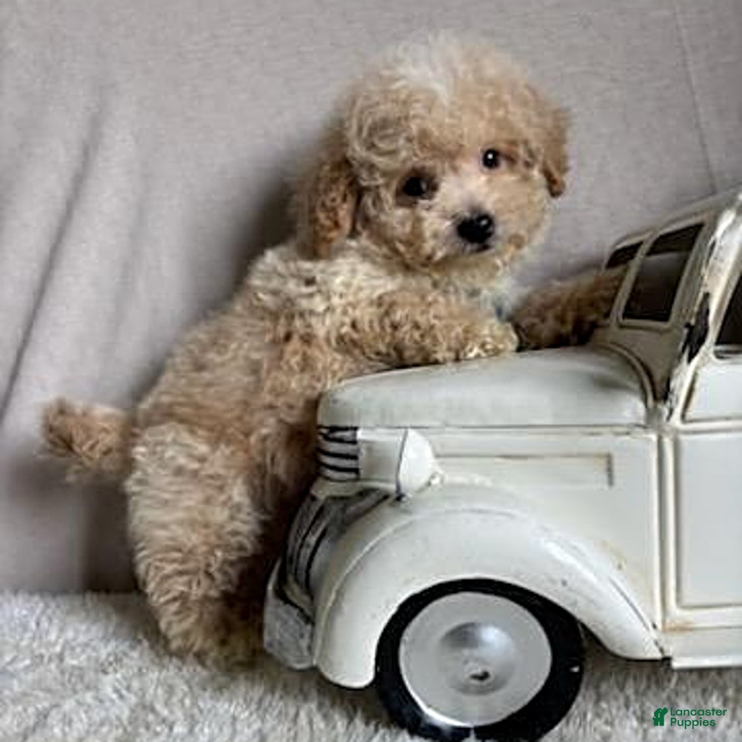 Bichpoo dogs for sale: Gabe - Image 7