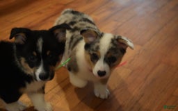 Welsh Corgi Pembroke dogs for sale: Mr Green - Image 2
