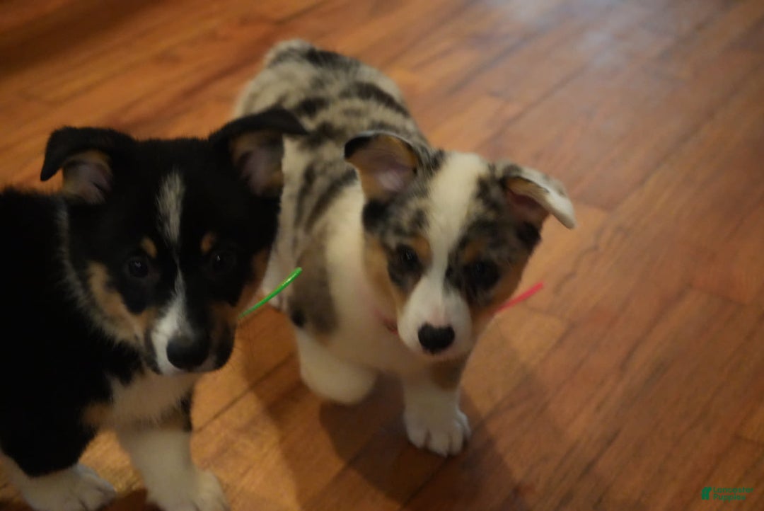 Welsh Corgi Pembroke dogs for sale: Mr Green - Image 2