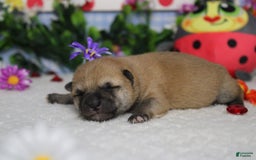 Shiba Inu dogs for sale: Larry - Image 48