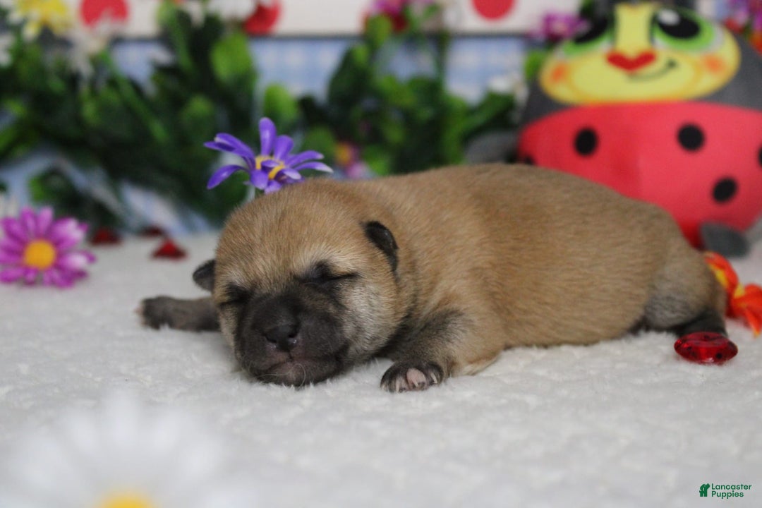 Shiba Inu dogs for sale: Larry - Image 48