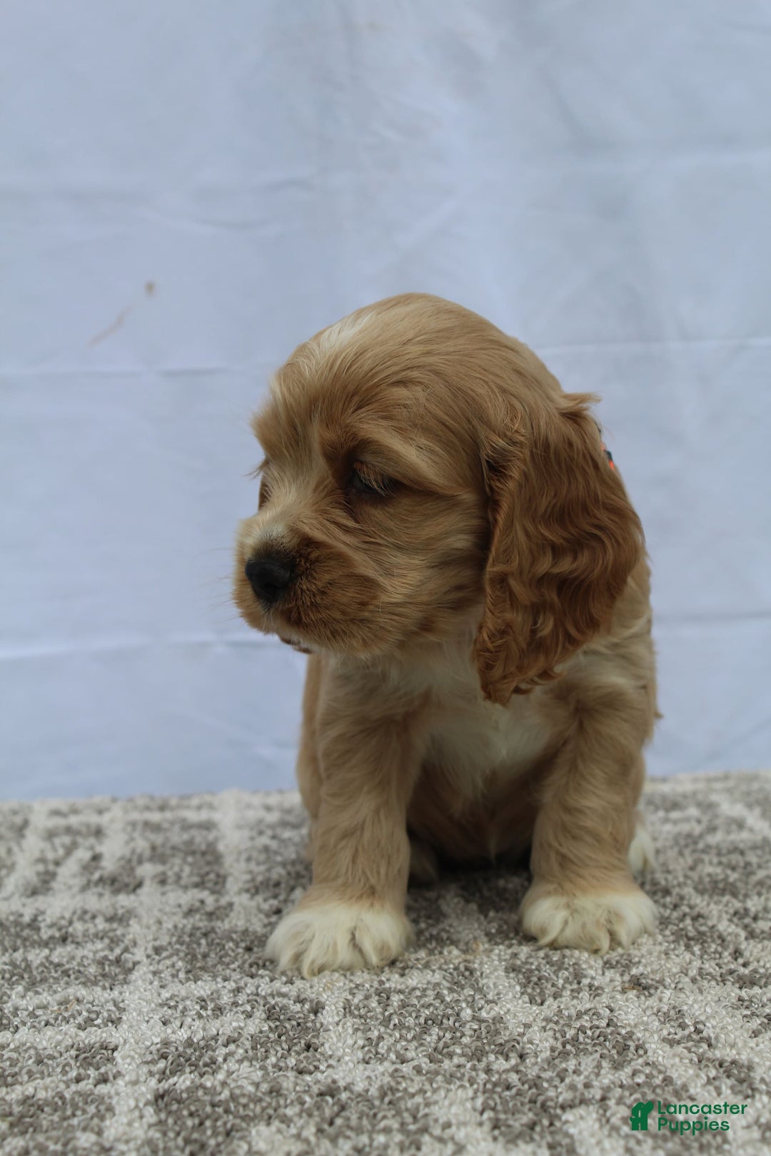 Cocker Spaniel dogs for sale: Sage - Image 9