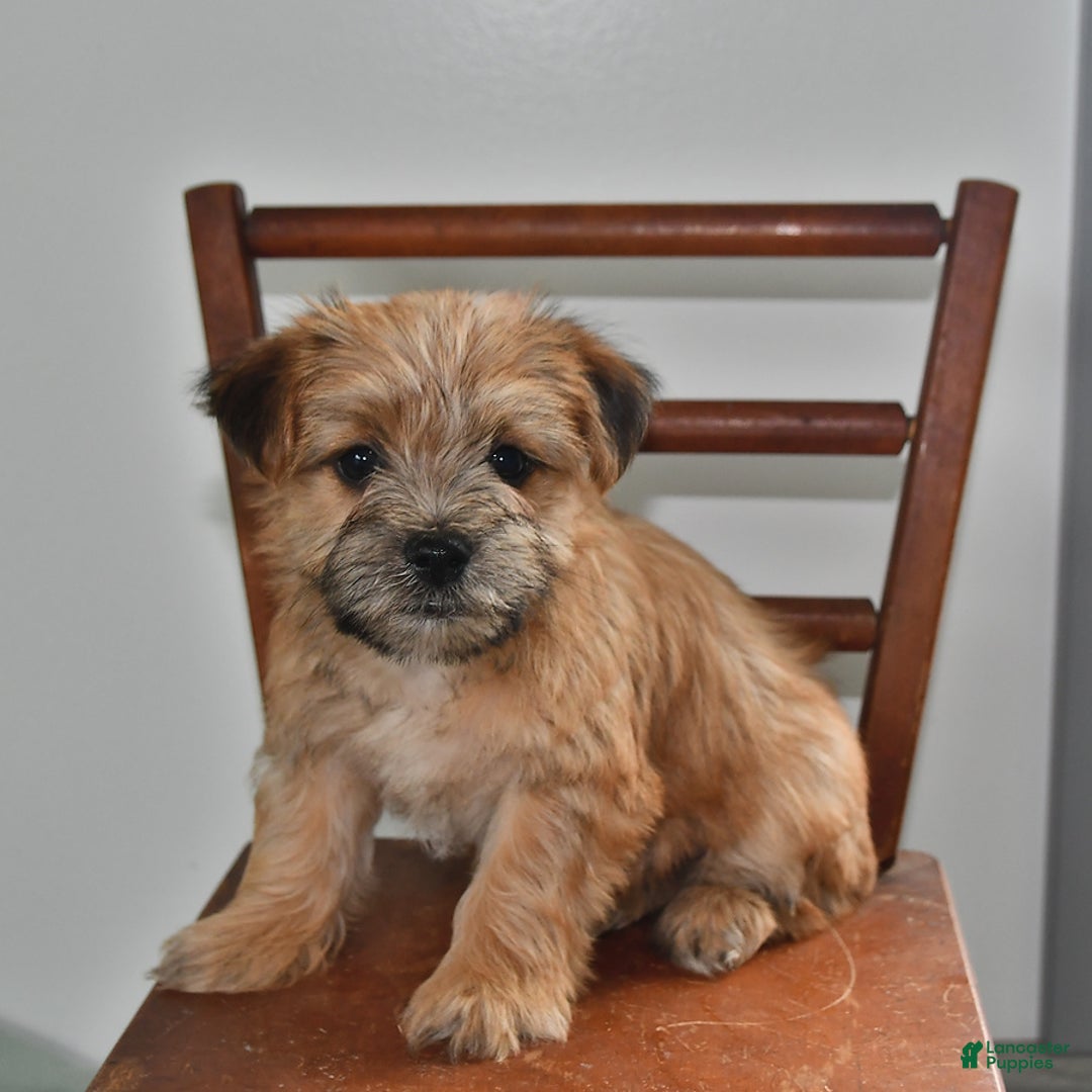 Morkie dogs for sale: Rover - Image 3