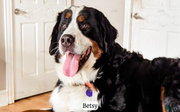 Bernedoodle dogs for sale: Stetson - Image 14