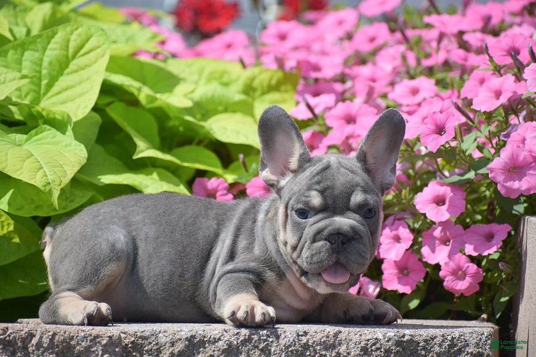 French Bulldog dogs for sale: Layla - Big Rope!! - Image 5