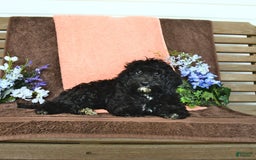 Miniature Poodle dogs for sale: Ophelia - Image 17