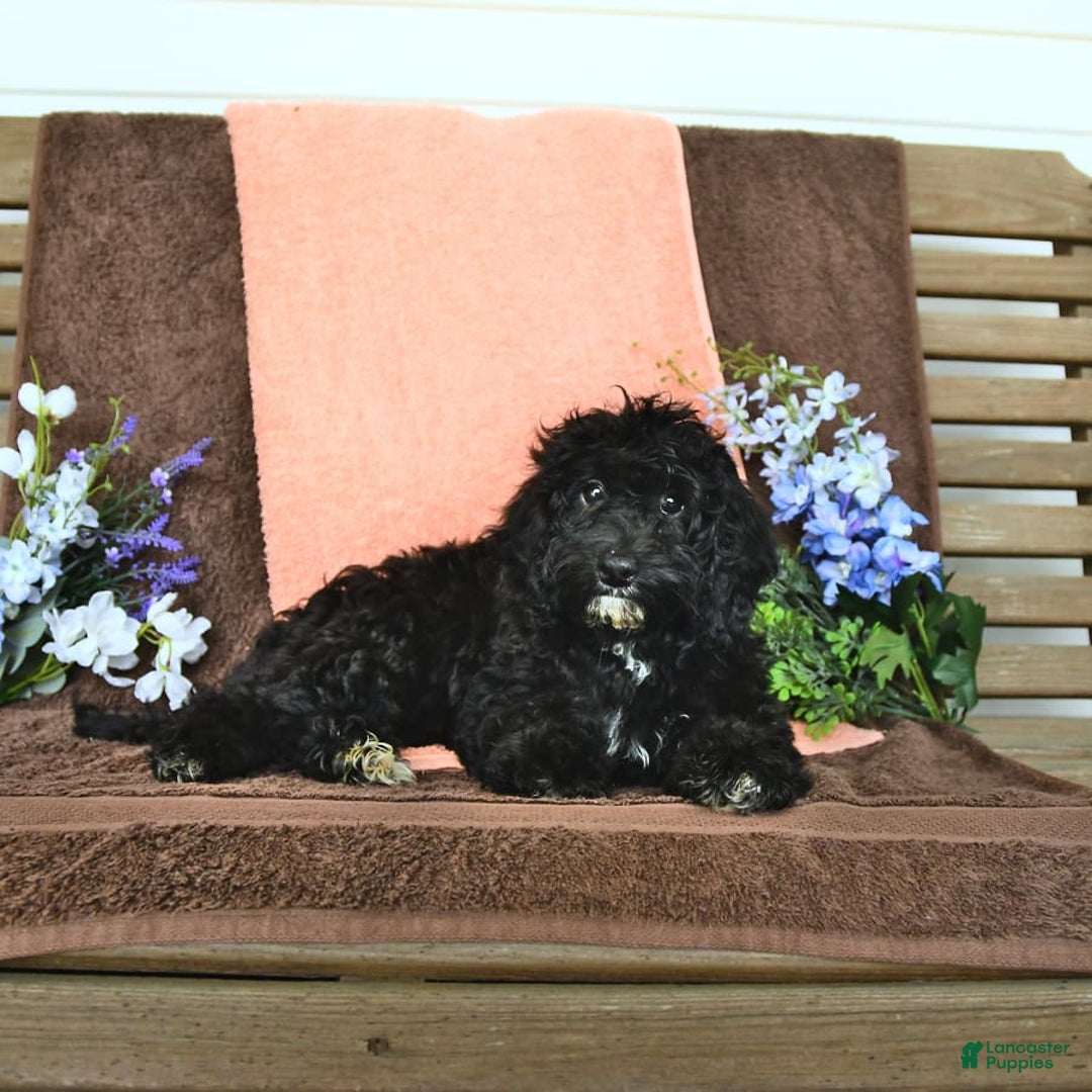 Miniature Poodle dogs for sale: Ophelia - Image 17