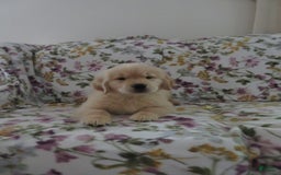 Golden Retriever dogs for sale: Hershey - Image 33